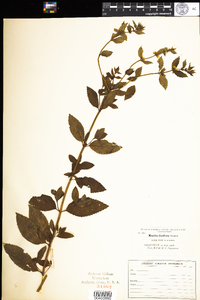 Mentha gracilis image