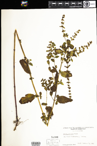 Mentha gracilis image