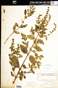 Mentha gracilis image