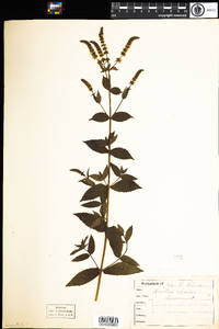 Mentha spicata image