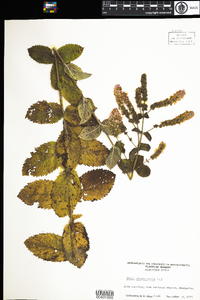 Mentha villosa var. alopecuroides image