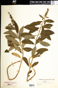 Teucrium canadense image