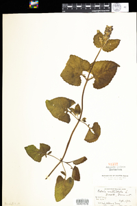 Salvia verticillata image