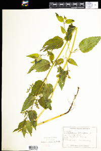 Scutellaria lateriflora image