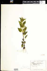 Scutellaria lateriflora image