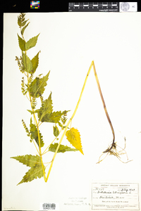 Scutellaria lateriflora image