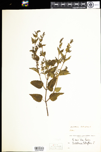 Scutellaria lateriflora image