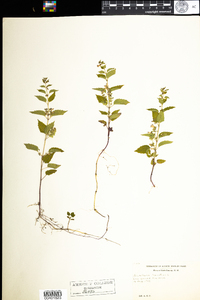 Scutellaria lateriflora image