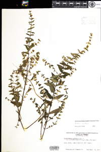 Scutellaria lateriflora image