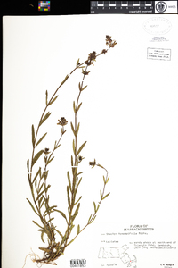 Stachys hyssopifolia image