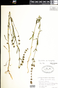 Stachys hyssopifolia image