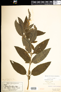 Teucrium canadense image