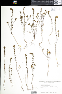 Euphrasia tetraquetra image