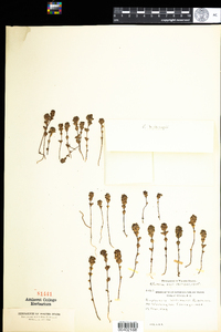 Euphrasia oakesii image