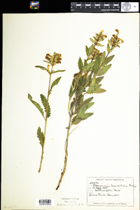 Pedicularis lanceolata image