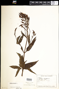 Verbena hastata image