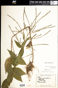 Verbena urticifolia image