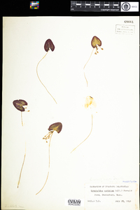 Nymphoides cordata image