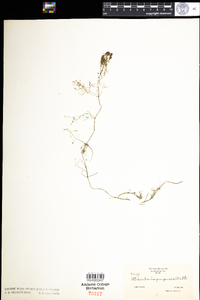 Utricularia purpurea image