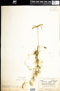 Utricularia radiata image