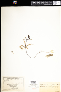 Utricularia radiata image