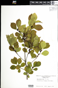 Ilex verticillata image