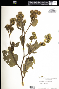 Arctium minus image