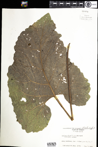 Arctium minus image