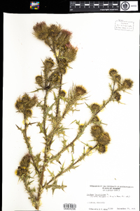 Cirsium vulgare image