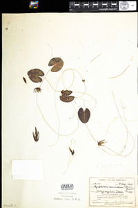 Nymphoides cordata image