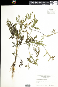 Ambrosia artemisiifolia image