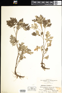 Artemisia vulgaris image