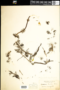 Bidens beckii image