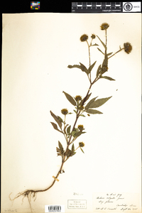 Bidens vulgata image