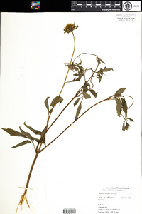 Bidens vulgata image