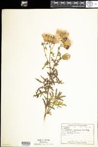 Cirsium arvense image