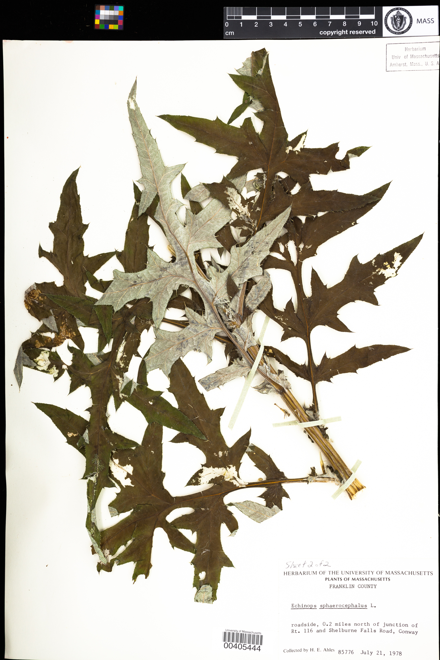 Echinops image
