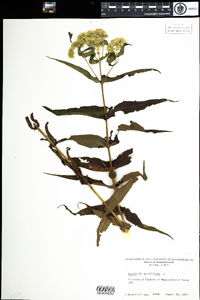 Eupatorium perfoliatum image