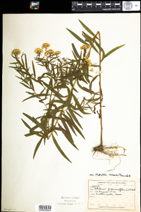 Euthamia graminifolia image