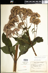 Eutrochium fistulosum image