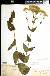 Eupatorium rotundifolium var. ovatum image