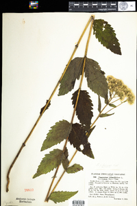 Eupatorium rotundifolium var. ovatum image