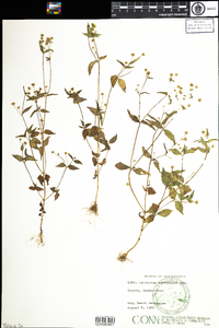 Galinsoga parviflora image