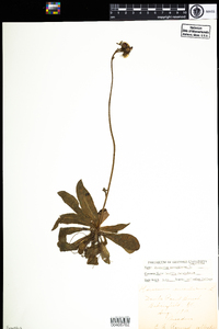 Hieracium aurantiacum image