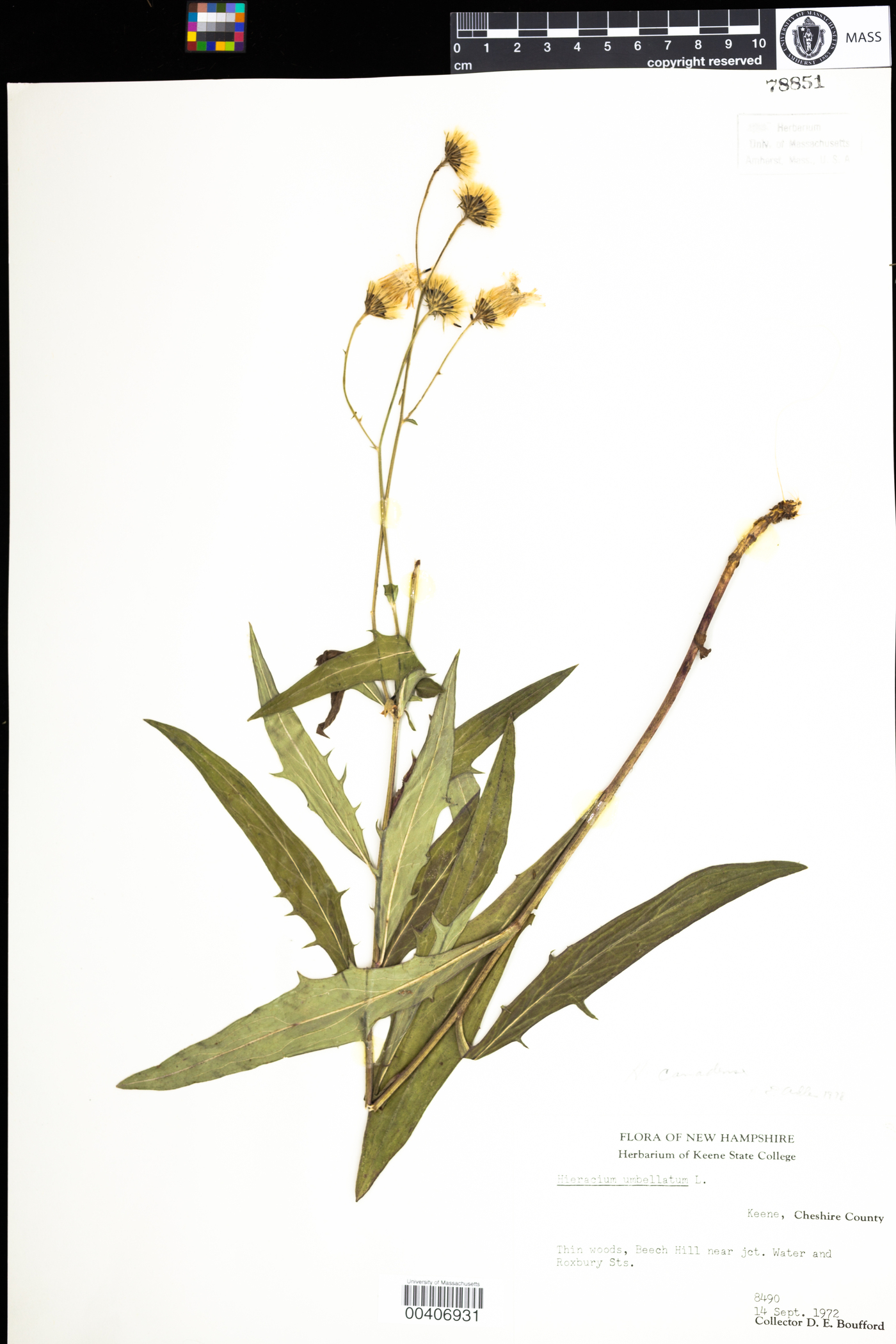 Hieracium umbellatum image