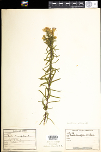 Ionactis linariifolia image