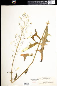 Lactuca canadensis image