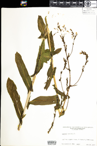 Lactuca serriola image