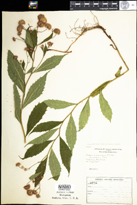 Oclemena acuminata image