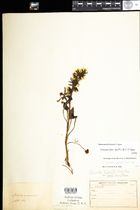 Prenanthes boottii image